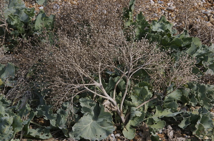 CRW 3746